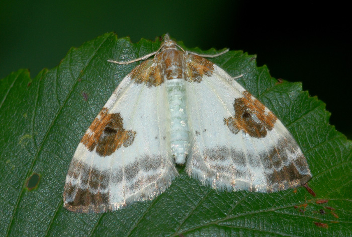 Geometridae da confermare